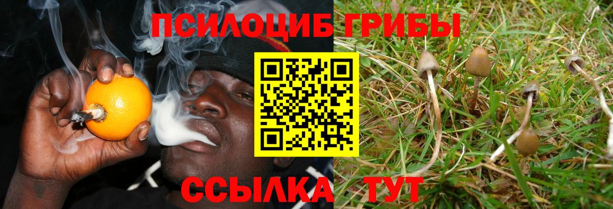 Галлюциногенные грибы Cubensis  Псилоцибиновые грибы мицелий  что такое наркотик  Вход с VPN  Богданович 